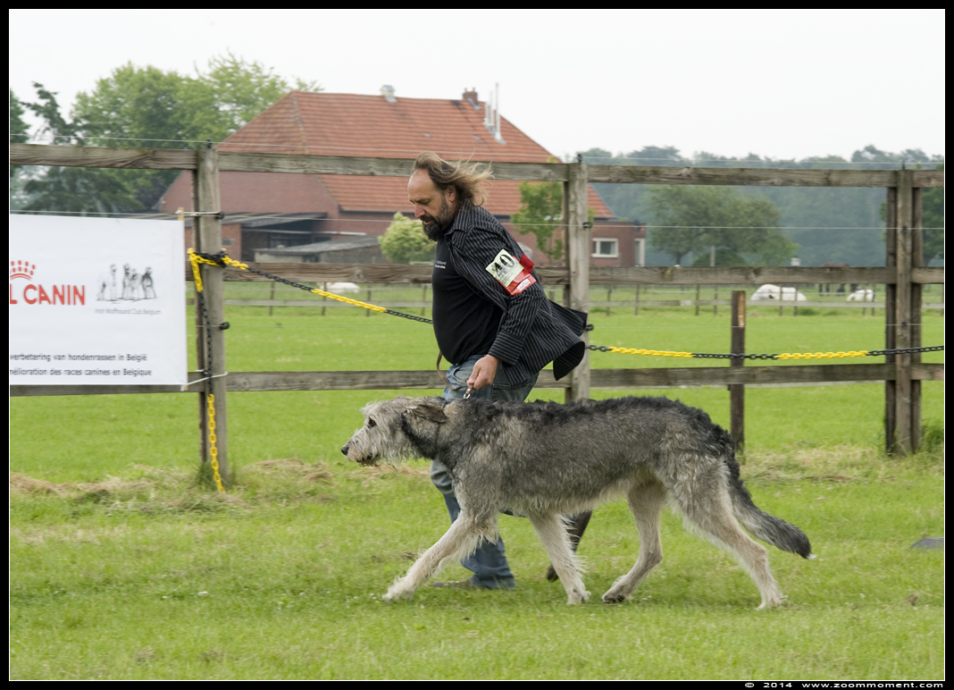 Ierse wolfshond  - Irish wolfhound
Junior & Veteranday     May 29, 2014       Retie
Trefwoorden: Ierse wolfshond Irish wolfhound  Retie