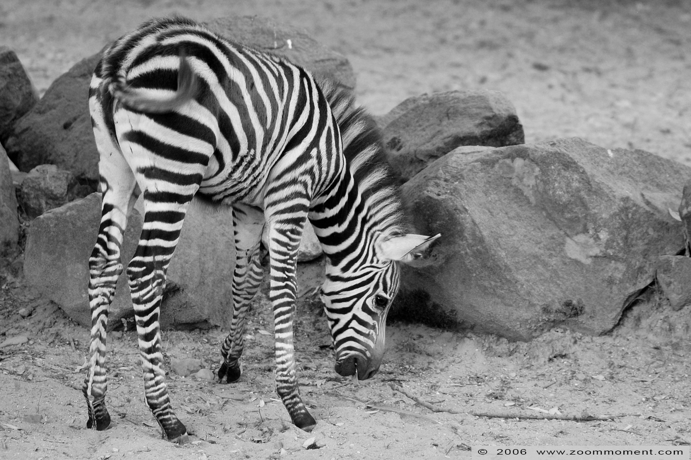 Grant or Böhm zebra  ( Equus quagga boehmi )
Trefwoorden: Aachen Aken zoo Grant&#039;s zebra Equus quagga boehmi Grant zebra Böhm