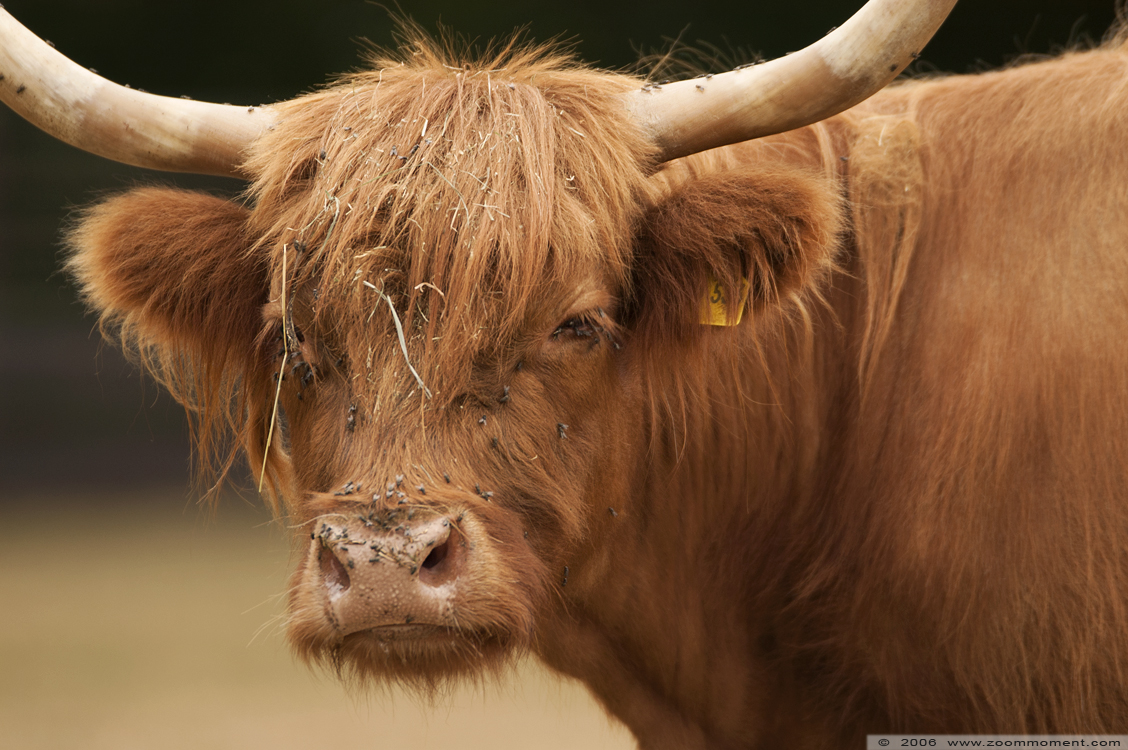 Schotse hooglander  Highland cattle
Trefwoorden: Aachen Aken zoo Schots hooglandrund Bos primigenius taurus Galloway rund highland cow