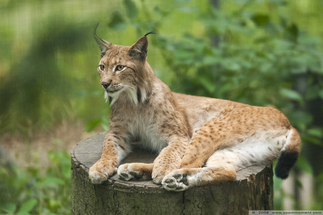 lynx ( Lynx lynx ) Eurasian lynx
Trefwoorden: Aachen Aken zoo Lynx lynx gewone lynx Eurasian lynx