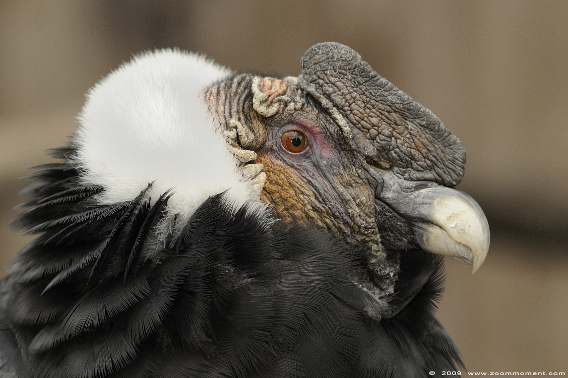 Andescondor  ( Vultur gryphus )  Andean condor
Trefwoorden: Adlerwarte Detmold Germany vogel bird Vultur gryphus Andean condor Andescondor