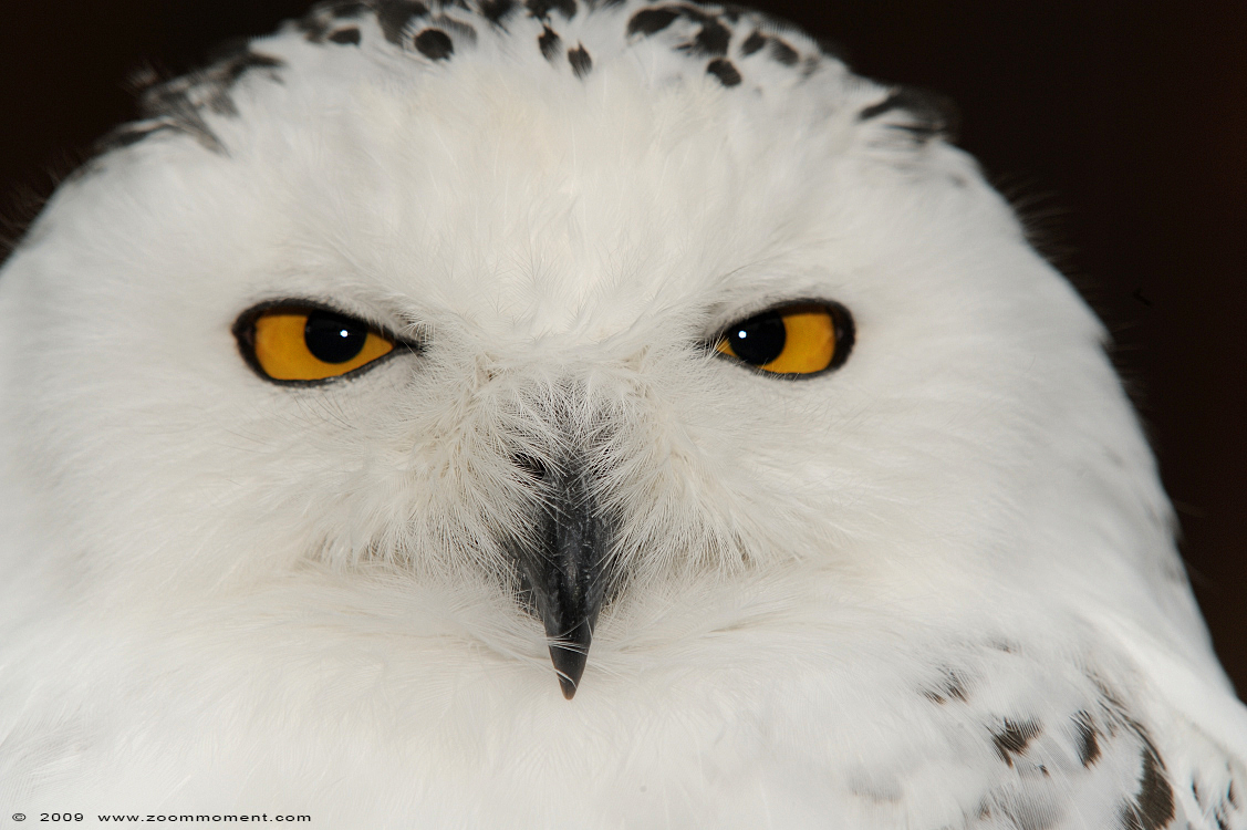 sneeuwuil  ( Nyctea scandiaca )  snowy owl
Trefwoorden: Adlerwarte Detmold Germany vogel bird sneeuwuil Nyctea scandiaca snowy owl