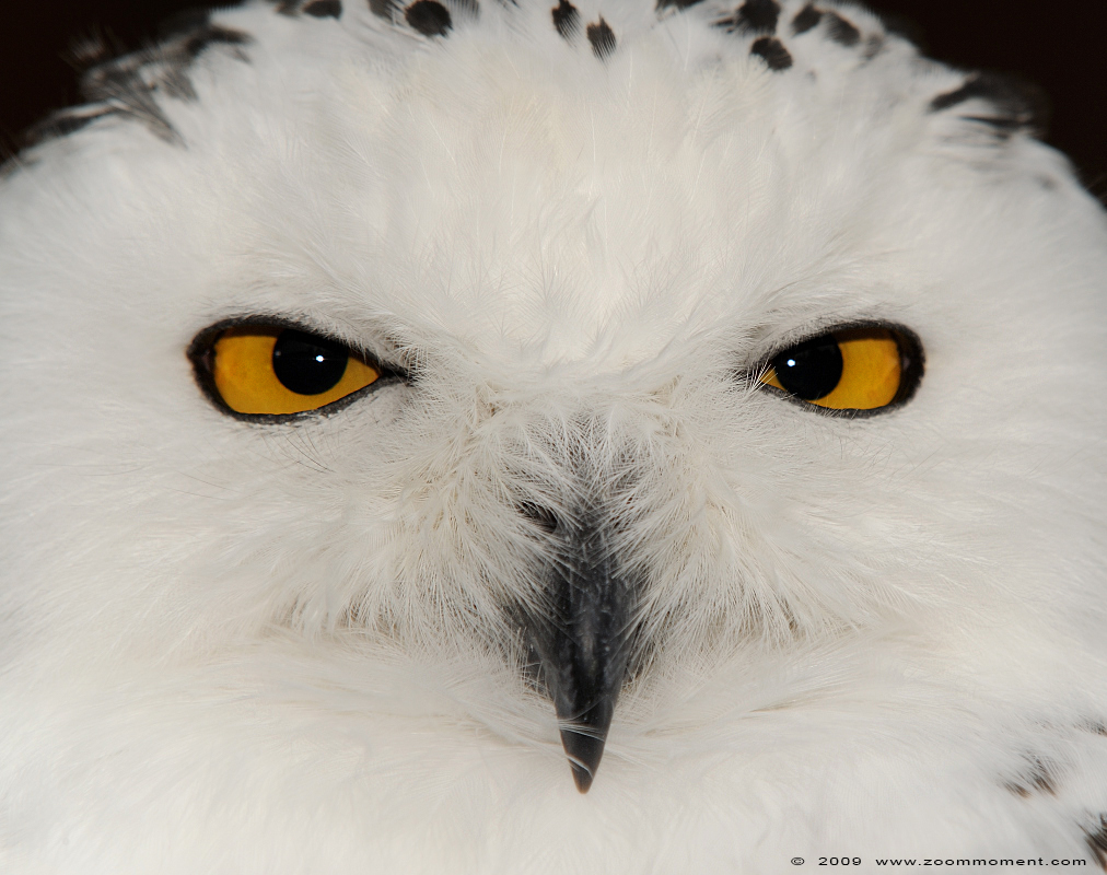 sneeuwuil  ( Nyctea scandiaca )  snowy owl
Trefwoorden: Adlerwarte Detmold Germany vogel bird sneeuwuil Nyctea scandiaca snowy owl