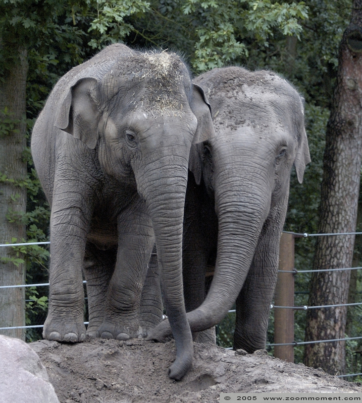 Aziatische olifant ( Elephas maximus ) Asian elephant
Trefwoorden: Dierenpark Amersfoort Aziatische olifant  Elephas maximus  Asian elephant