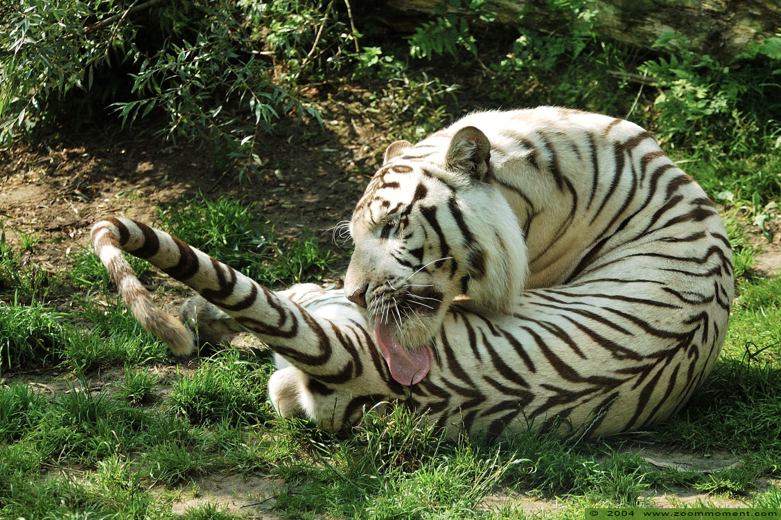 bengaalse witte tijger  ( Panthera tigris tigris )  Bengal white tiger
