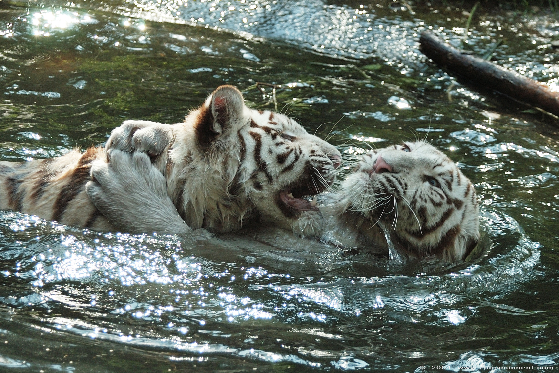 bengaalse witte tijger  ( Panthera tigris tigris )  Bengal white tiger
Keywords: Dierenpark Amersfoort Panthera tigris tigris Bengal white tiger bengaalse witte tijger welp cub