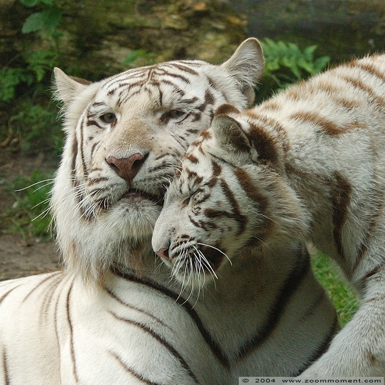 bengaalse witte tijger  ( Panthera tigris tigris )  Bengal white tiger
Trefwoorden: Dierenpark Amersfoort Panthera tigris tigris Bengal white tiger bengaalse witte tijger welp cub