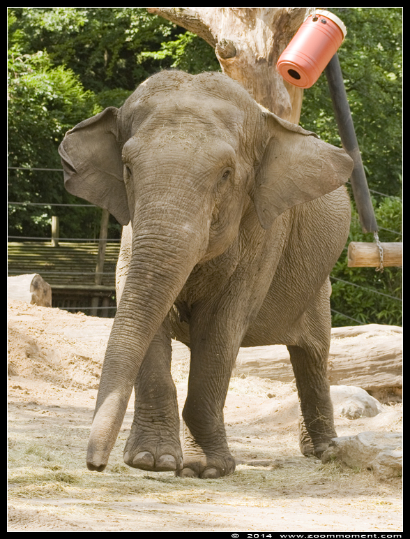 Aziatische olifant ( Elephas maximus ) Asian elephant
Trefwoorden: Dierenpark Amersfoort Aziatische olifant Elephas maximus  Asian elephant