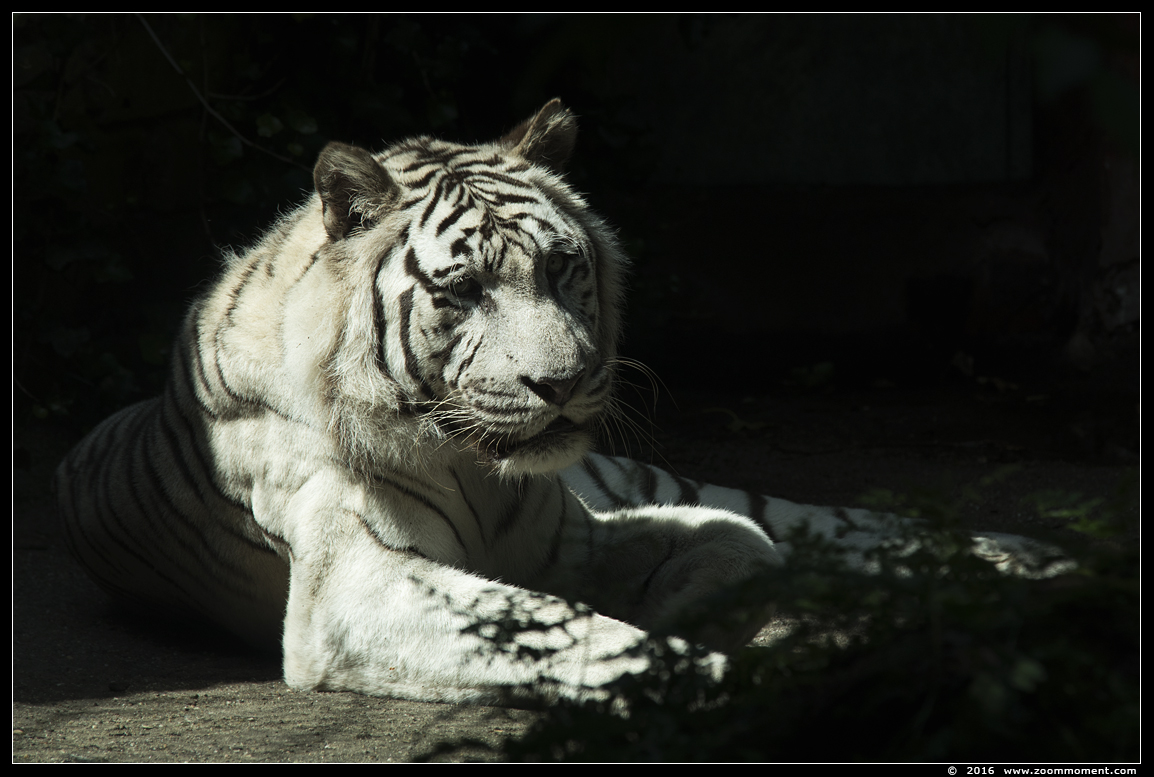 bengaalse witte tijger ( Panthera tigris tigris ) Bengal white tiger
Trefwoorden: Dierenpark Amersfoort bengaalse witte tijger  Panthera tigris tigris Bengal white tiger