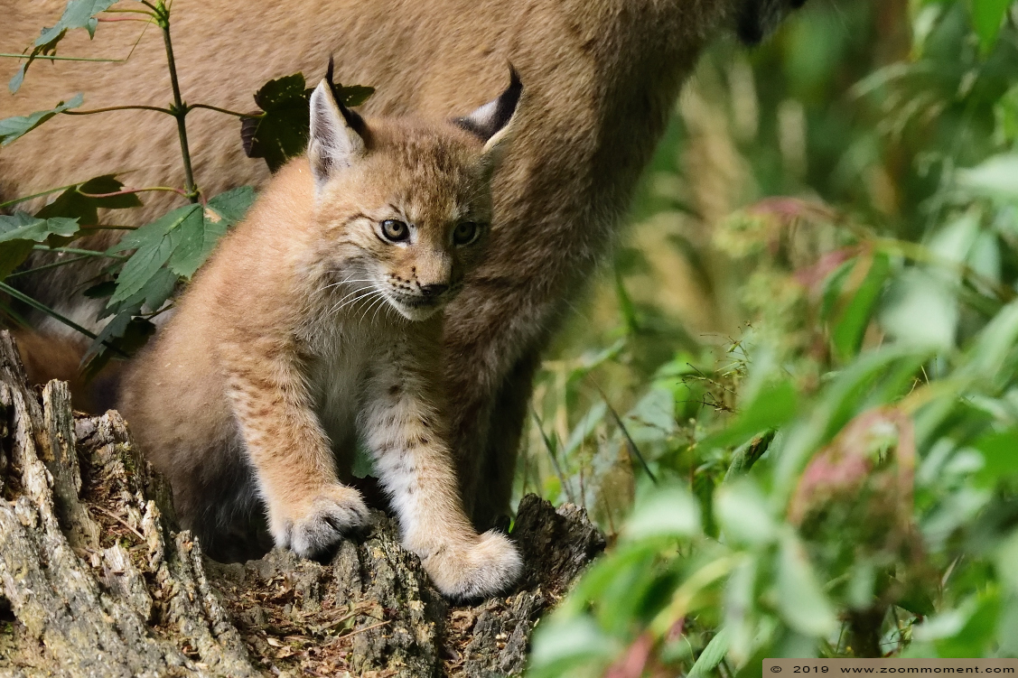 lynx  ( Lynx lynx )  Eurasian lynx
Welpen,  geboren op 28 mei, op de foto ongeveer 8 weken oud.
Cubs, born 28 May 2019, on the picture about 8 weeks old
Trefwoorden: Anholter Schweiz Germany lynx