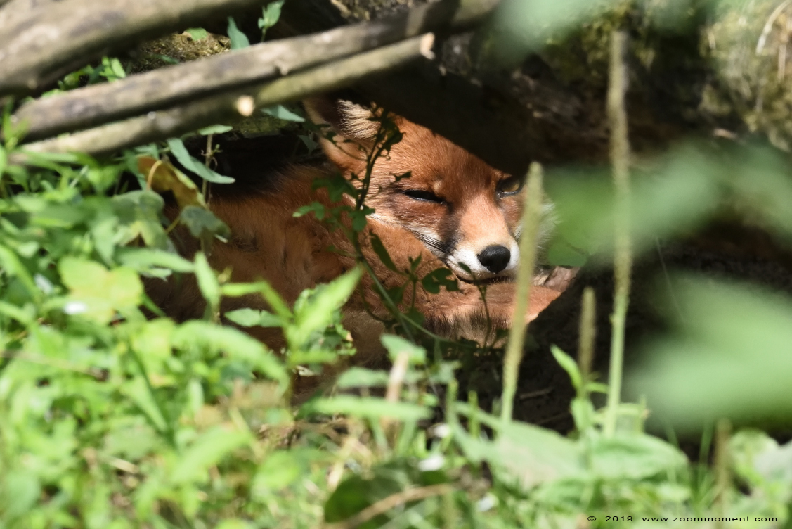 vos ( Vulpes vulpes ) fox
Trefwoorden: Anholter Schweiz Germany vos  Vulpes vulpes fox