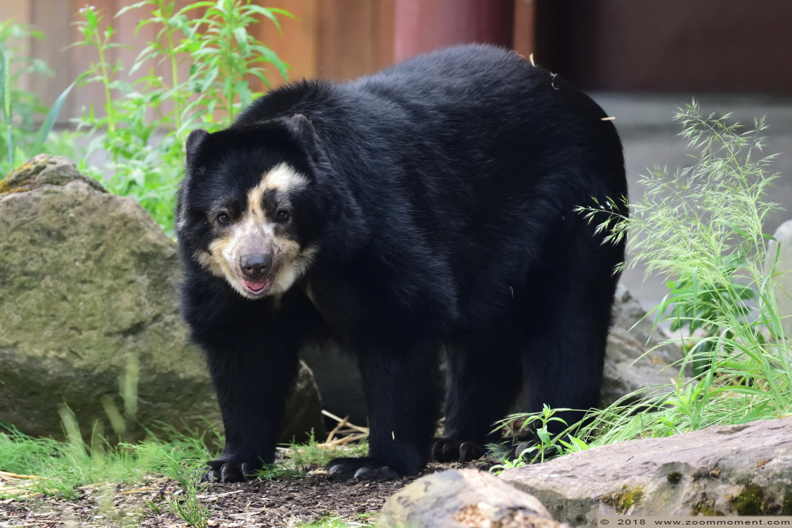 brilbeer ( Tremarctos ornatus ) spectacled bear
Keywords: Antwerpen zoo brilbeer Tremarctos ornatus  spectacled bear