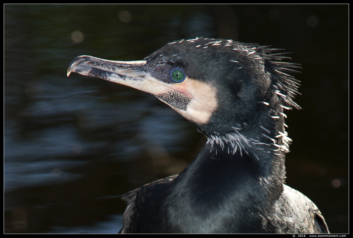 aalscholver ( Phalacrocorax carbo ) black cormorant
Trefwoorden: Antwerpen zoo aalscholver Phalacrocorax carbo  black cormorant