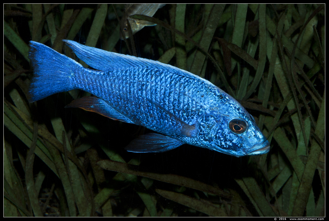 azuurcichlide ( Sciaenochromis fryeri  )
Trefwoorden: Antwerpen zoo vis fish azuurcichlide Sciaenochromis fryeri 
