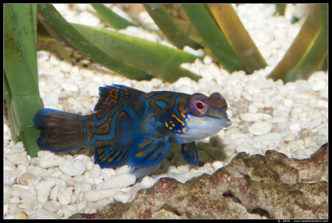 blauwe mandarijnpitvis ( Synchiropus splendidus ) mandarinfish or mandarin dragonet
Trefwoorden: Antwerpen zoo vis fish blauwe mandarijnpitvis  Synchiropus splendidus  mandarinfish mandarin dragonet