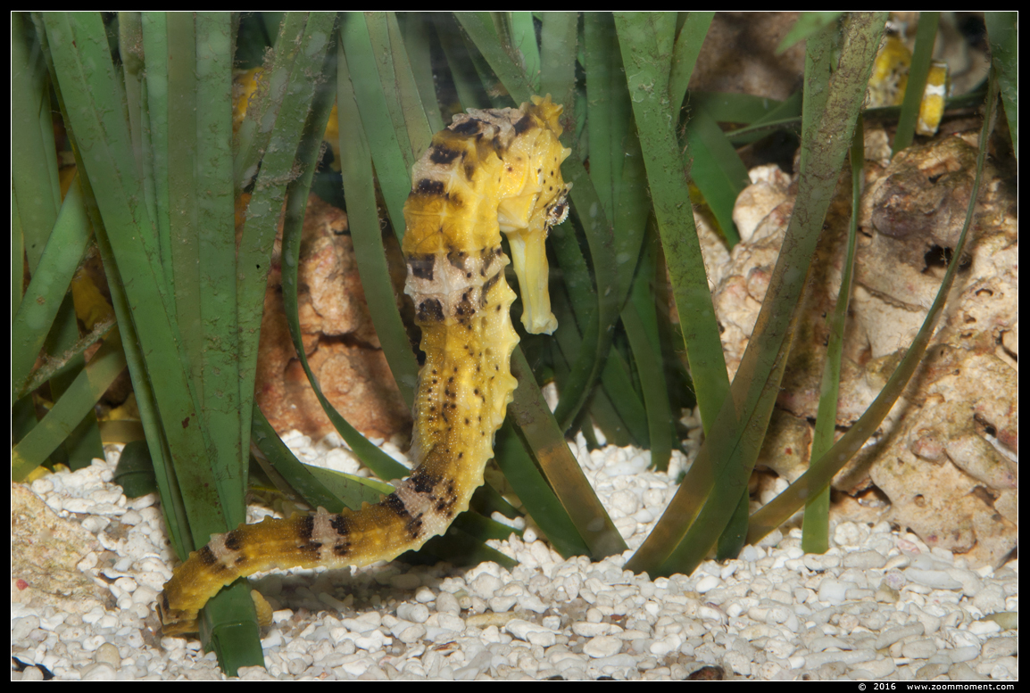 Braziliaans zeepaardje ( Hippocampus reidi ) slender seahorse or longsnout seahorse
Avainsanat: Antwerpen zoo vis fish Braziliaans zeepaardje Hippocampus reidi slender seahorse  longsnout seahorse