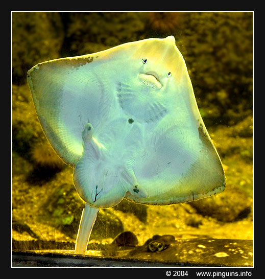 stekelrog  ( Raja clavata )  thornback ray
Keywords: Antwerpen zoo Antwerp Raja clavata Stekelrog Thornback ray