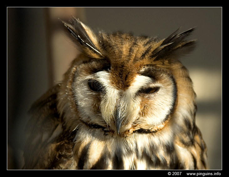 Mexicaanse strepenuil ( Rhinoptynx clamator ) striped owl
Ключові слова: Antwerpen Antwerp zoo Belgium uil Mexicaanse strepenuil  Rhinoptynx clamator  striped owl vogel bird