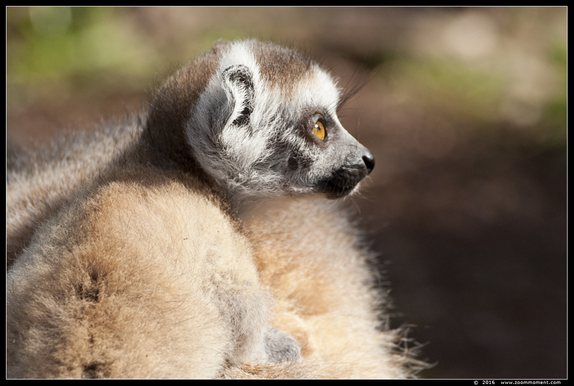 ringstaartmaki of katta ( Lemur catta ) ring-tailed lemur or catta
Trefwoorden: Apenheul zoo ringstaartmaki  katta Lemur catta  ring-tailed lemur  catta