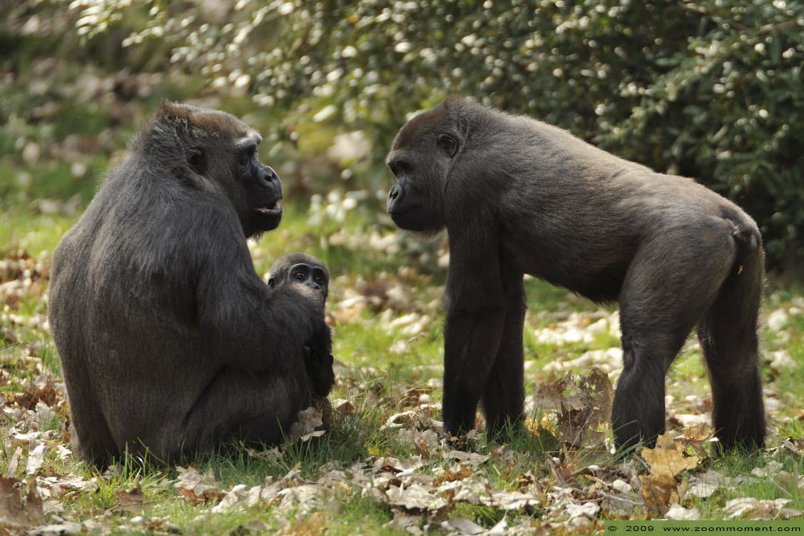 Gorilla gorilla with baby
Trefwoorden: Apenheul zoo Gorilla gorilla mensaap primaten primates