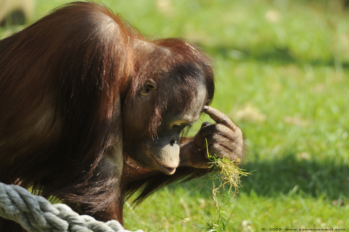 orang oetan  ( Pongo pygmaeus pygmaeus ) Borneo orangutan
Trefwoorden: Apenheul zoo oerang orang oetan orangutan primates primaten mensaap Pongo pygmaeus Bornean orangutan
