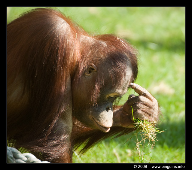 orang oetan  ( Pongo pygmaeus pygmaeus ) Borneo orangutan
Paraules clau: Apenheul zoo oerang orang oetan orangutan primates primaten mensaap Pongo pygmaeus Bornean orangutan