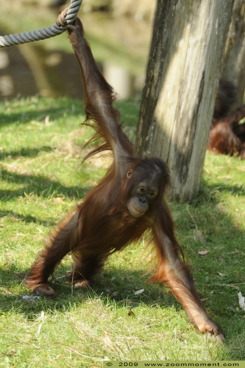 orang oetan  ( Pongo pygmaeus pygmaeus ) Borneo orangutan
Trefwoorden: Apenheul zoo oerang orang oetan orangutan primates primaten mensaap Pongo pygmaeus Bornean orangutan
