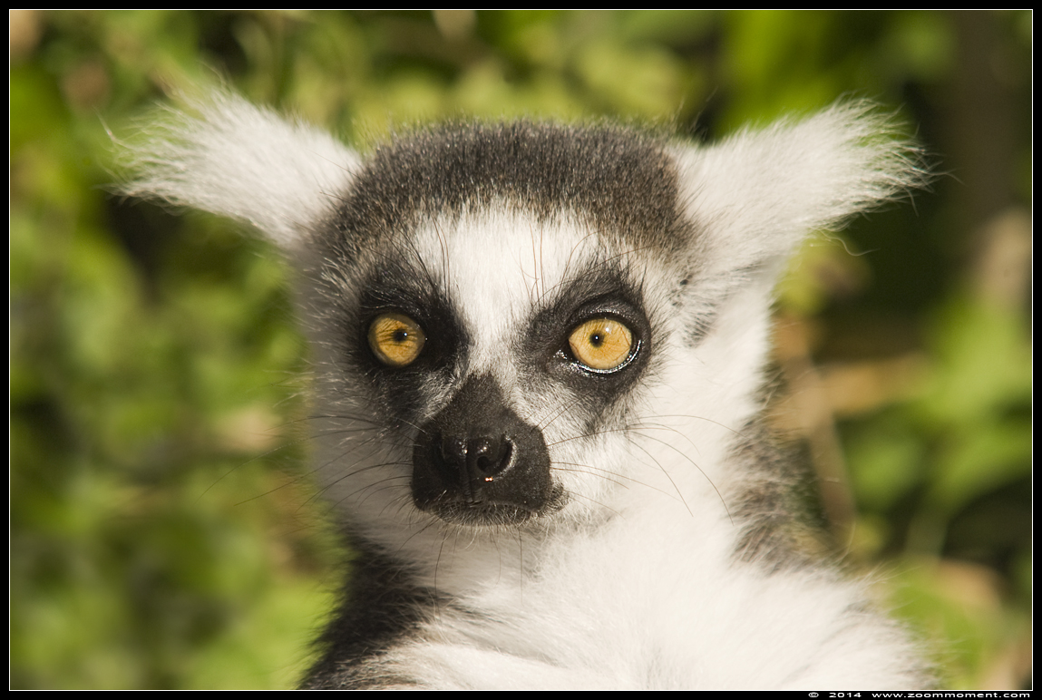 ringstaartmaki of katta  ( Lemur catta )  ring-tailed lemur or catta
Trefwoorden: Apenheul zoo Lemur catta ring-tailed lemur ringstaartmaki katta