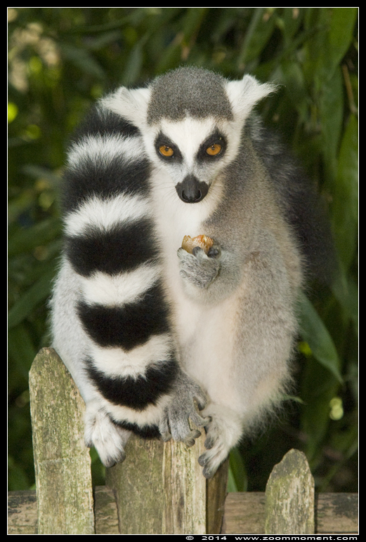 ringstaartmaki of katta  ( Lemur catta )  ring-tailed lemur or catta
Trefwoorden: Apenheul zoo Lemur catta ring-tailed lemur ringstaartmaki katta