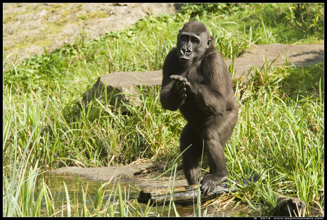 Gorilla gorilla
Trefwoorden: Apenheul zoo Gorilla gorilla baby primates primaten mensaap