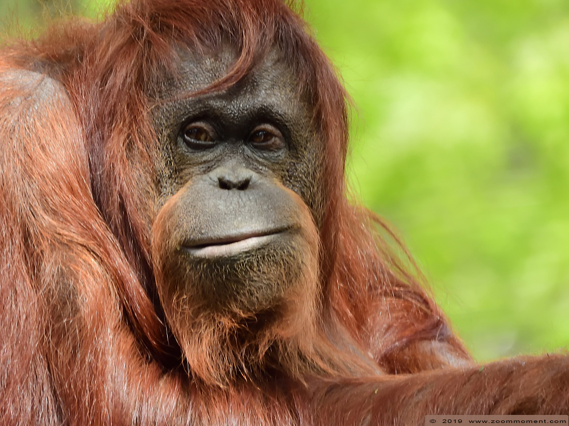 orang oetan ( Pongo pygmaeus pygmaeus ) Bornean orangutan

