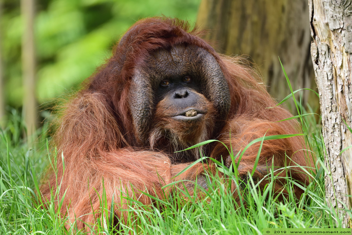 orang oetan ( Pongo pygmaeus pygmaeus ) Bornean orangutan
Kevin
Trefwoorden: Apenheul zoo oerang orang oetan orangutan primates primaten mensaap Pongo pygmaeus Bornean orangutan