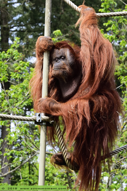 orang oetan ( Pongo pygmaeus pygmaeus ) Bornean orangutan
Kevin
Trefwoorden: Apenheul zoo oerang orang oetan orangutan primates primaten mensaap Pongo pygmaeus Bornean orangutan