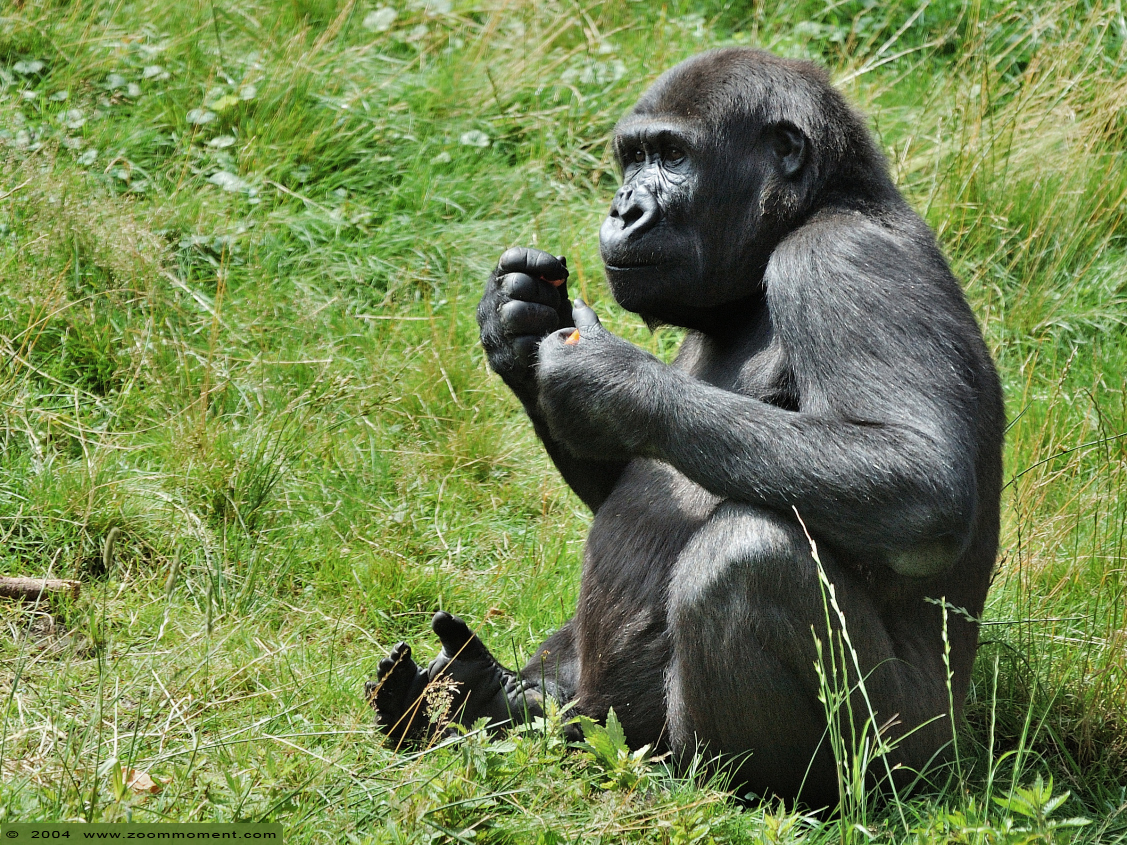 Gorilla gorilla
Trefwoorden: Apenheul zoo Gorilla gorilla primates primaten mensaap