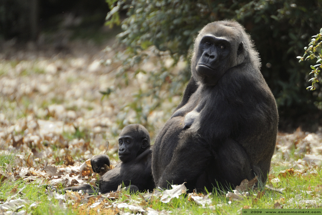 Gorilla gorilla
Trefwoorden: Apenheul zoo Gorilla gorilla primates primaten mensaap
