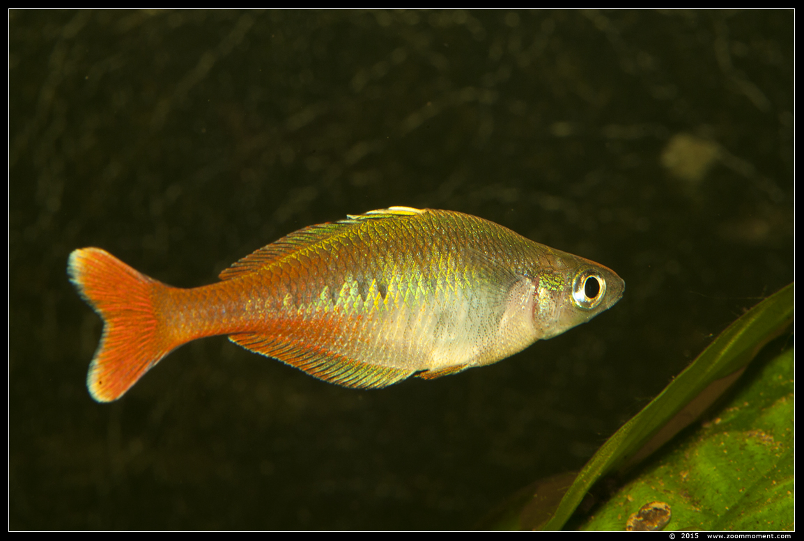 Bleher's regenboogvis  ( Chilatherina bleheri  )  Bleher's rainbowfish
AquaHortus 2015
Keywords: AquaHortus Leiden vis Bleher's regenboogvis  Chilatherina bleheri   Bleher's rainbowfish
