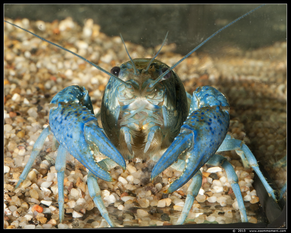 blauwe florida kreeft  ( Procambarus alleni ) 
AquaHortus 2015
Trefwoorden: AquaHortus Leiden kreeft lobster Procambarus allenii  blauwe Florida kreeft