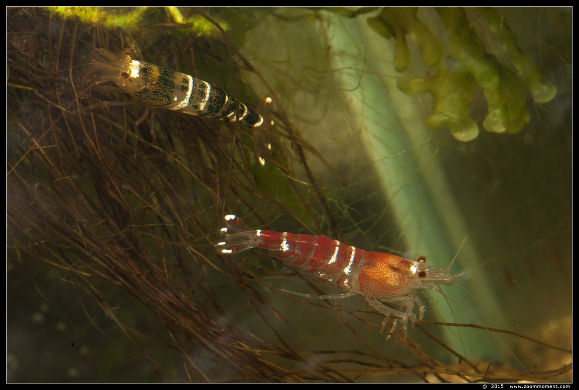 bijengarnaal ( Caridina serrata )
AquaHortus 2015
Trefwoorden: AquaHortus Leiden garnaal shrimp bijengarnaal  Caridina serrata