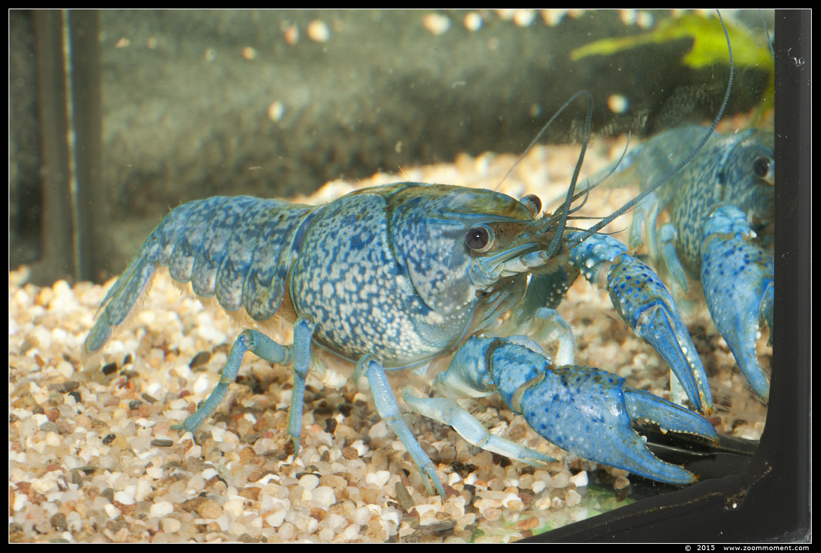 blauwe florida kreeft  ( Procambarus alleni ) 
AquaHortus 2015
Λέξεις-κλειδιά: AquaHortus Leiden kreeft lobster Procambarus allenii  blauwe Florida kreeft