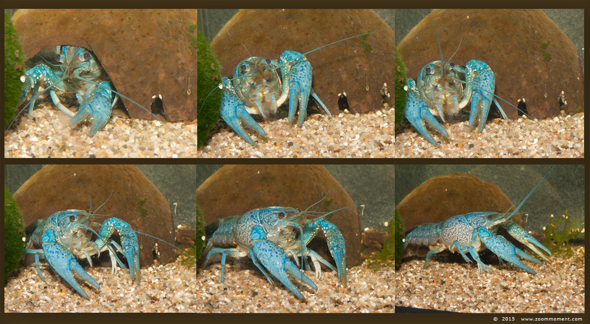 blauwe florida kreeft  ( Procambarus alleni ) 
AquaHortus 2015
Keywords: AquaHortus Leiden kreeft lobster Procambarus allenii  blauwe Florida kreeft