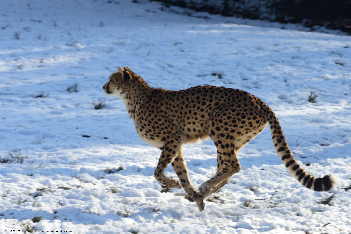 jachtluipaard ( Acinonyx jubatus ) cheetah
Trefwoorden: Burgers zoo Arnhem jachtluipaard Acinonyx jubatus cheetah 