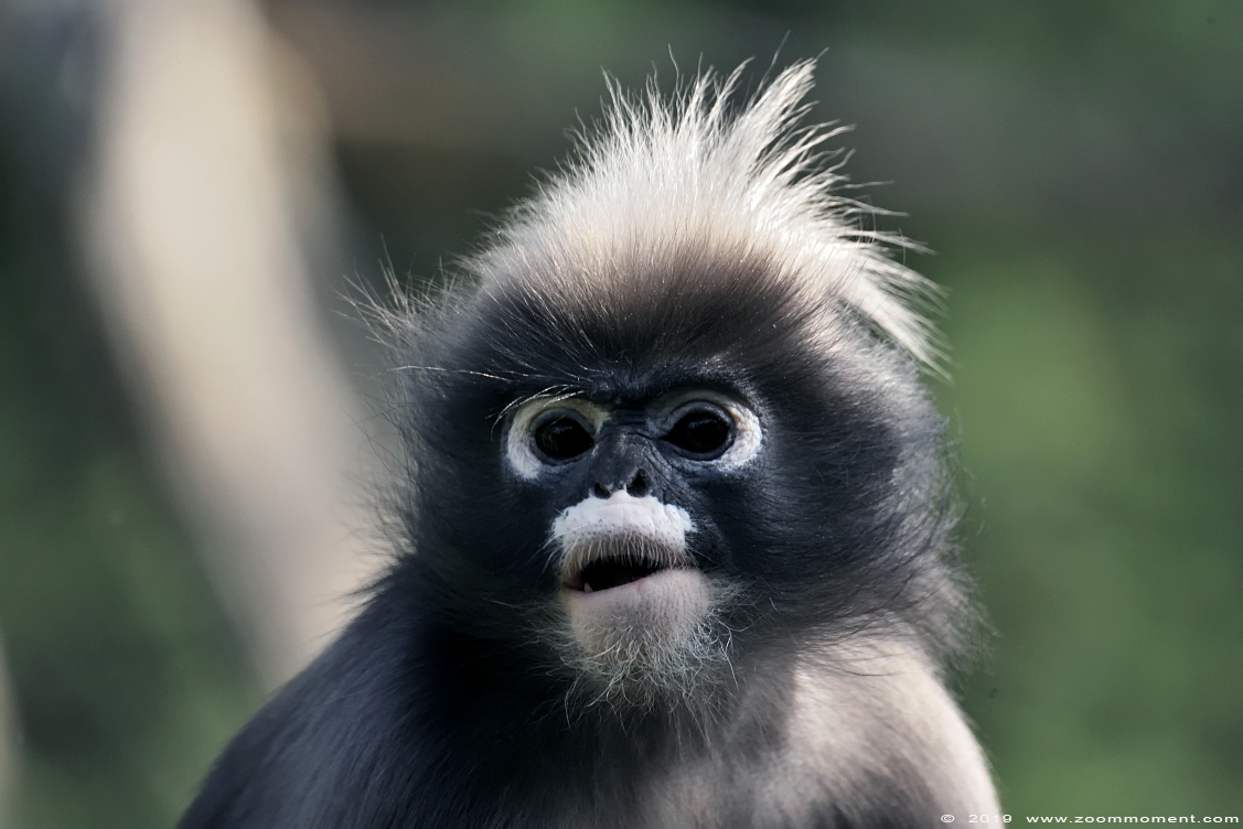 Dusky Leaf Monkey & Young, Brillangoer (Trachypithecus obscurus) Burgers'  Zoo, Arnhem, The Netherlands Conservatio…