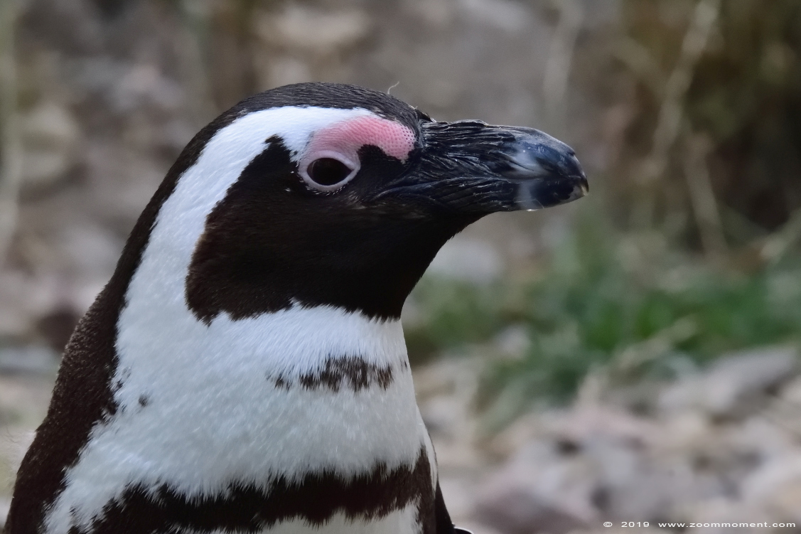 Afrikaanse pinguïn ( Spheniscus demersus ) African penguin
Palavras chave: Burgers zoo Arnhem Afrikaanse pinguin Spheniscus demersus African penguin zwartvoetpinguin