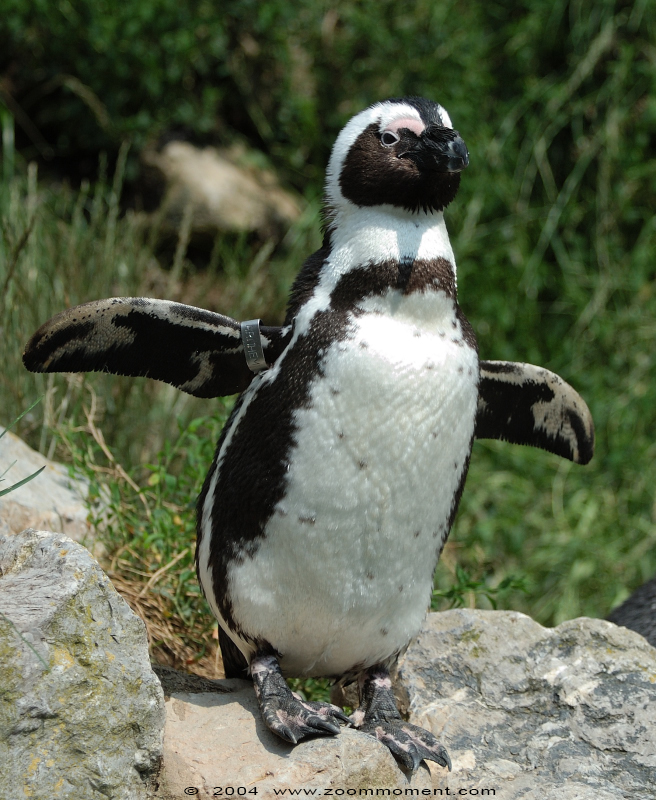Afrikaanse pinguïn ( Spheniscus demersus ) African penguin Brillenpinguin
Trefwoorden: Burgers zoo Arnhem Afrikaanse pinguin Spheniscus demersus African penguin zwartvoetpinguin Brillenpinguin