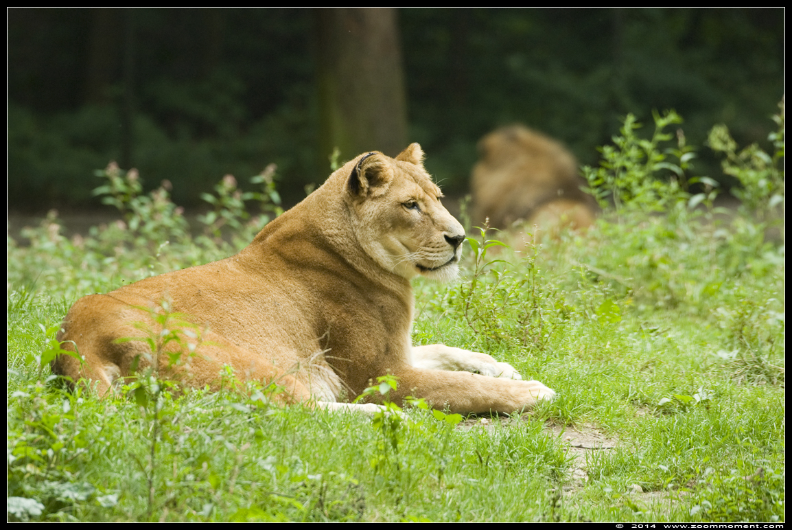 leeuwin  ( Panthera leo  )  lioness 
Trefwoorden: Burgers zoo Arnhem leeuwin lioness Panthera leo
