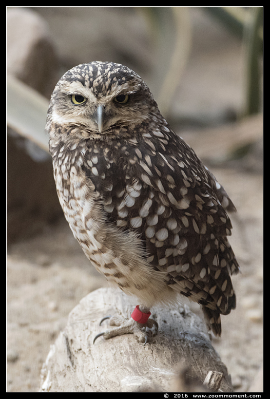 konijnuil  ( Athene cunicularia ) burrowing owl 
Trefwoorden: Burgers zoo Arnhem konijnuil  Athene cunicularia burrowing owl 