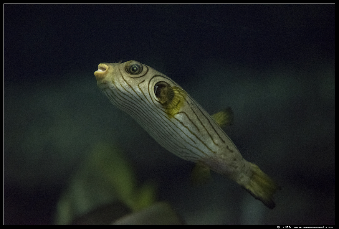 net kogelvis  ( Arothron manilensis ) narrow lined pufferfish
Trefwoorden: Burgers zoo Arnhem vis fish net kogelvis  Arothron manilensis narrow lined pufferfish