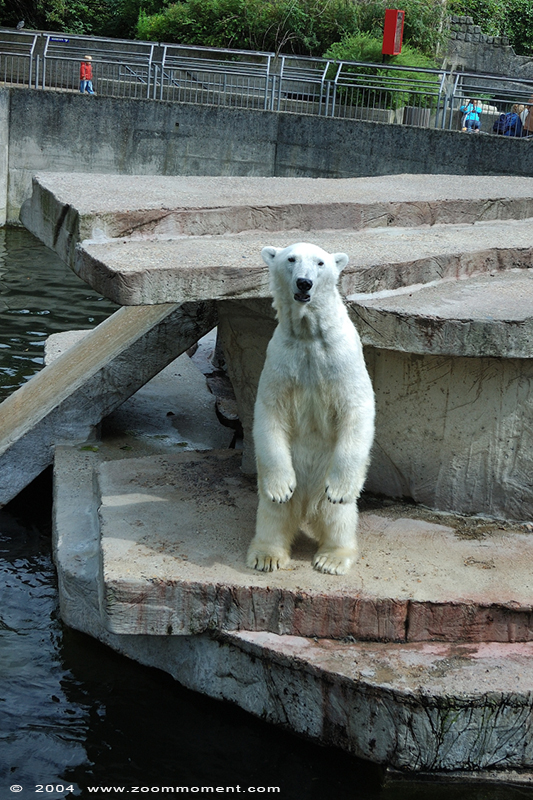 ijsbeer ( Ursus maritimus ) polar bear 
Trefwoorden: Artis Amsterdam zoo ijsbeer  Ursus maritimus polar bear 
