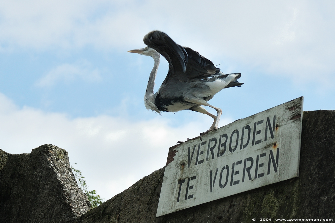 blauwe reiger ( Ardea cinerea )  grey heron 
Trefwoorden: Artis Amsterdam zoo blauwe reiger Ardea cinerea  grey heron 