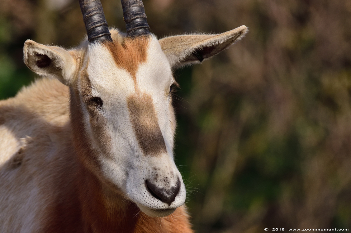 Algazel of sabelantilope ( Oryx dammah ) scimitar oryx
Trefwoorden: Artis Amsterdam zoo Algazel  sabelantilope  Oryx dammah scimitar oryx